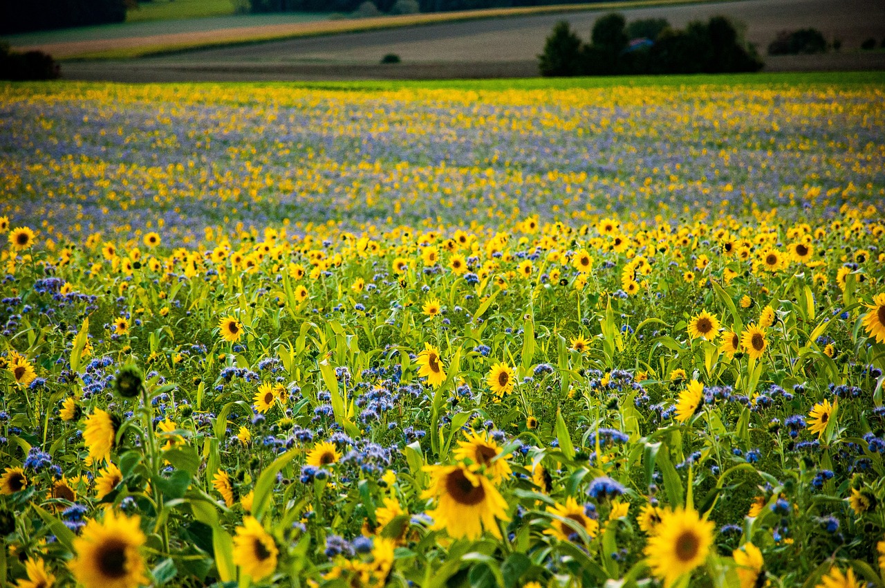 nature, flower wallpaper, field, flowers, sunflowers, phacelia, plantation, leaves, bloom, blossom, flower background, flowering plants, ornamental plants, plants, flora, beautiful flowers, countryside, scenery, sunflowers, sunflowers, sunflowers, sunflowers, sunflowers, scenery