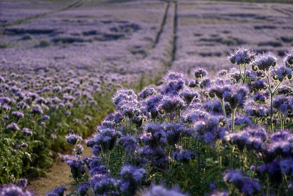 Stunning view of a lavender field in full bloom under the soft light of sunset.