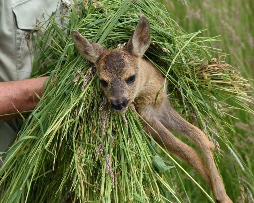 Kitzrettung mithilfe moderner Wärmebildtechnik zur frühzeitigen Erkennung von Wildtieren vor der Mahd.